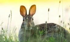 兔年蛇戴什么最吉利 生肖蛇兔年运势