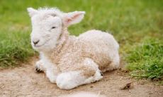 属羊能吃羊肉吗 属羊吃素可以改运吗