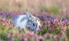 属兔为什么不能住东户 属兔人买房注意事项