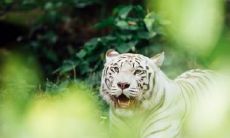 虎年十二月出生的宝宝好不好 十二月份虎宝宝的优点