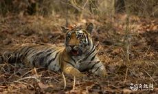 虎年十月出生是什么命 不同出生月份属虎人的行运