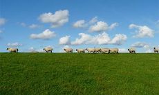 属羊人名字宜用字 属羊起名有什么宜忌