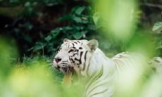 虎人生于十一月的命运 虎败十月还是十一月