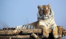 虎女戍时出生好吗 戌时出生属虎的女孩子性格