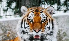 虎女生在三月好吗 属虎几月出生是富贵命