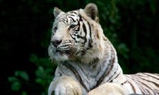 几月虎宝宝是富贵命 虎农历几月出生带财