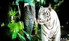 今年虎年生男孩多还是女孩多 属虎几月出生命好