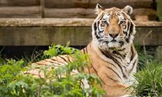 腊月的老虎命运如何 腊月出生的属虎人运势好吗