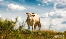 腊月的牛宝宝出生是什么命 腊月出生性格