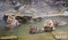 七月的猴男命运如何 属猴人一辈子的克星是谁