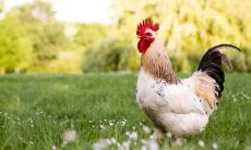 属鸡为什么不能戴朱砂 属鸡人佩戴什么最好