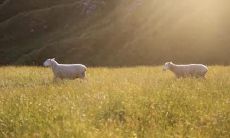 属羊住房哪个方向最好 买房忌讳什么