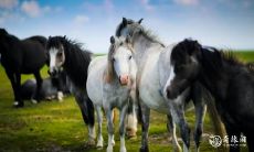 农历6月出生的马好吗 农历6月出生生肖马性格