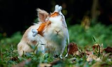 属兔能不能挂葫芦 家里摆什么风水好