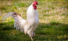 属鸡为什么不能戴鸡 佩戴什么饰品最好