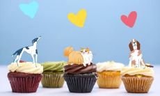 属狗为什么不能穿红色 属狗人的幸运色