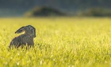 为什么属兔女这么漂亮 属兔女爱上你的表现