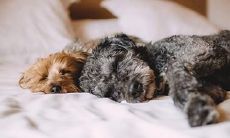 2022年不顺的生肖女 属牛属蛇属鸡属狗女