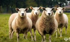 十一月的羊男的好吗 属羊人一生最大的贵人是谁