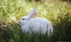 十一月份的兔子很命苦 属兔最命苦的时辰