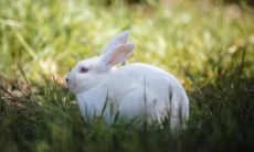 属兔的什么时候结婚最好 属兔结婚大利月