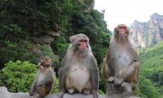 2022年属猴冲太岁属猴怎么化解 犯太岁化解