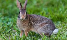 属兔女几月出生最旺夫 兔女最容易吸引到什么人