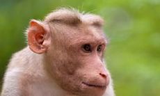 属猴男十一月出生好吗 属猴人一生幸运色是什么