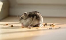 为什么都说属鼠的命好 属鼠农历大富大贵出生日