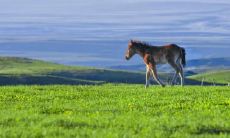 90年属马最难的几年 90年怎么转运好