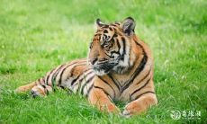 属虎三合太岁 太岁三合是什么意思