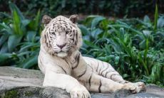 属虎十二月份出生的命运好吗 十二月出生属虎人性格