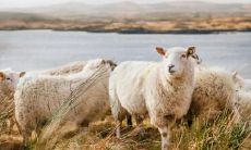 属羊有没有商业头脑 属羊几岁会发财