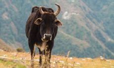 牛人生在十月好不好 十月几号的属牛人最富贵