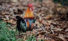 属鸡供奉什么菩萨 佩戴什么饰品最好