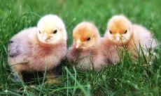 81年属鸡最大的坎是什么 81年属鸡何时会转运