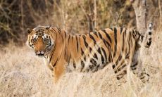 属虎女的一旦离婚会怎样 会有几段婚姻