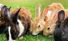 为什么都说属兔的人岁数大才好 属兔几岁开始发财