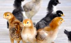 2022鸡犯太岁吗 属鸡人2022年整体运势