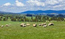 2022年属羊有添丁之喜吗 生虎宝宝会如何