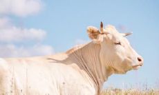 属牛不宜去的城市 属牛不适合的工作有什么