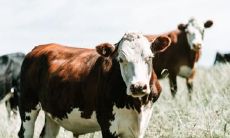 生肖牛女的性格特点 属牛的女人花心吗