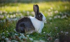 属兔幸运色跟数字是什么 最旺生肖兔