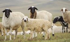 属羊为什么最近不顺 属羊人不顺的时候