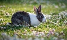 属兔不宜去的方位是哪里 属兔最佳的住房方位