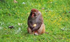 属猴不宜去的方位 属猴的财运会在哪个方向