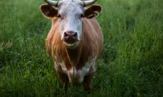 阴历9月28牛 生肖牛出生几月份最好