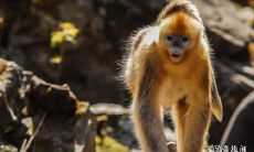 属猴2023.2.5运势 有做生意的头脑