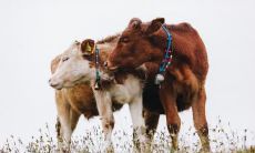 1985年属牛的住东户好还是西户 属牛的人适合住几楼