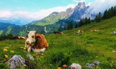 2021辛丑牛年端午前一天出生的男孩子该怎么取名